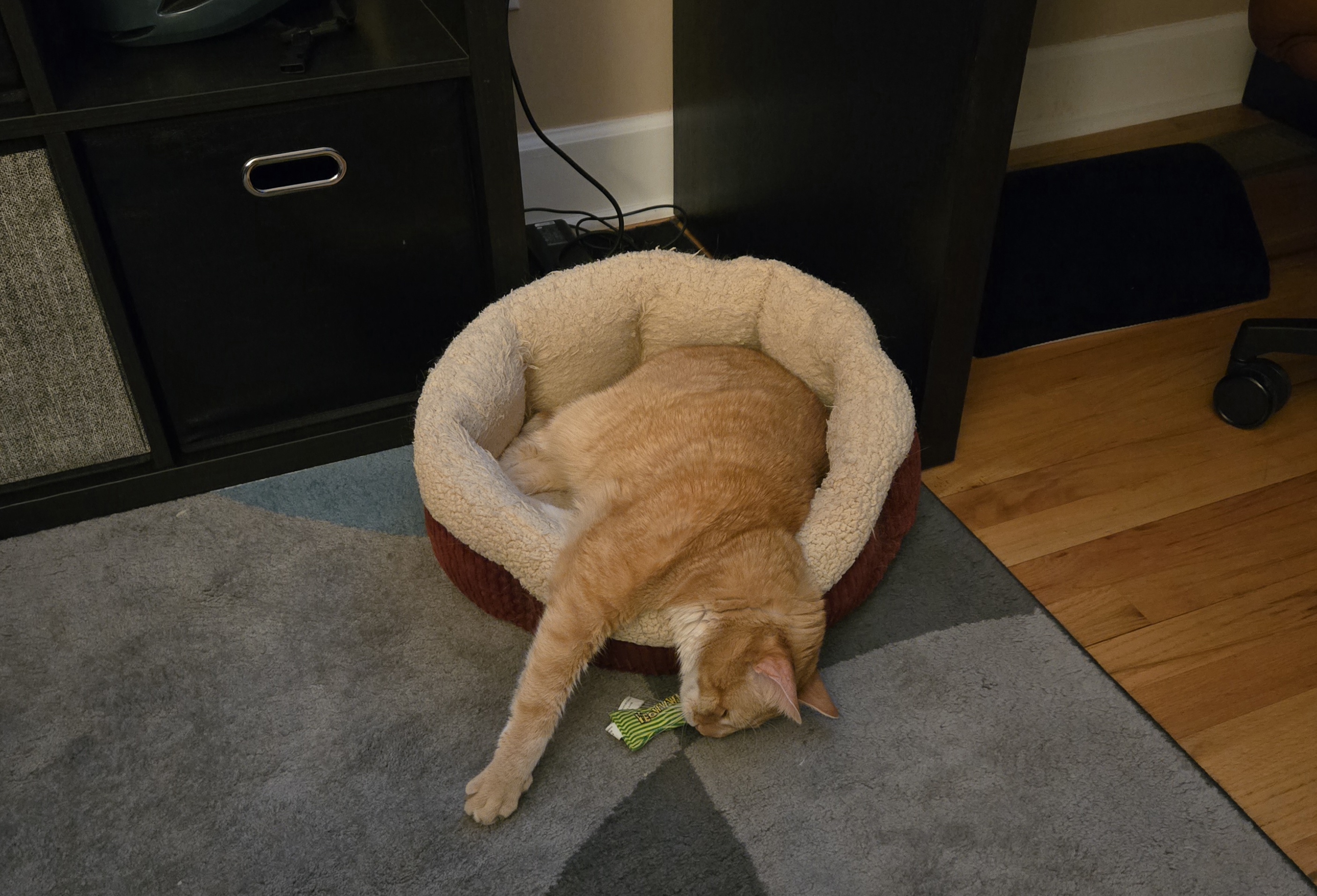 Random Image of Little Man