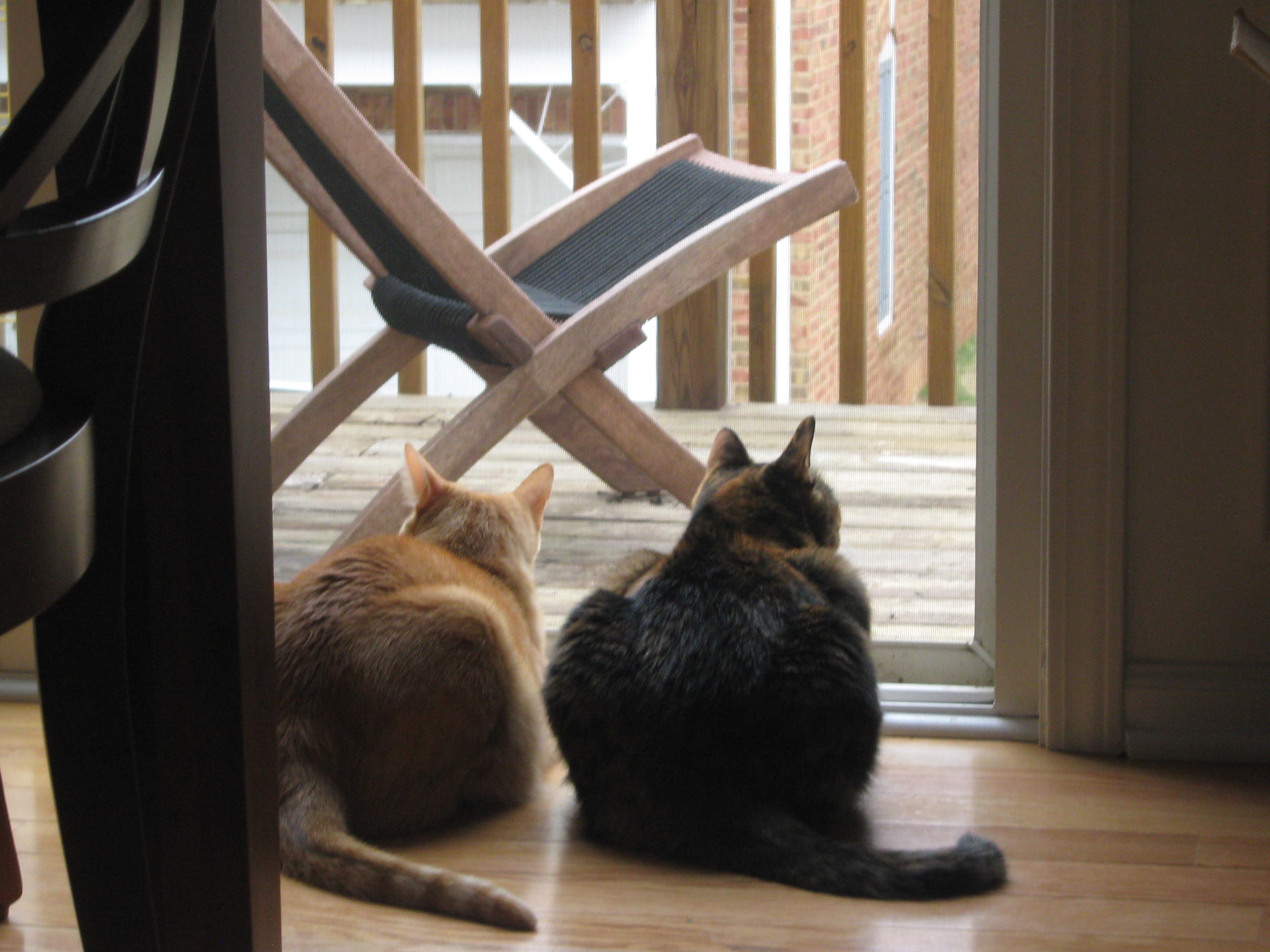 Random Image of Little Man