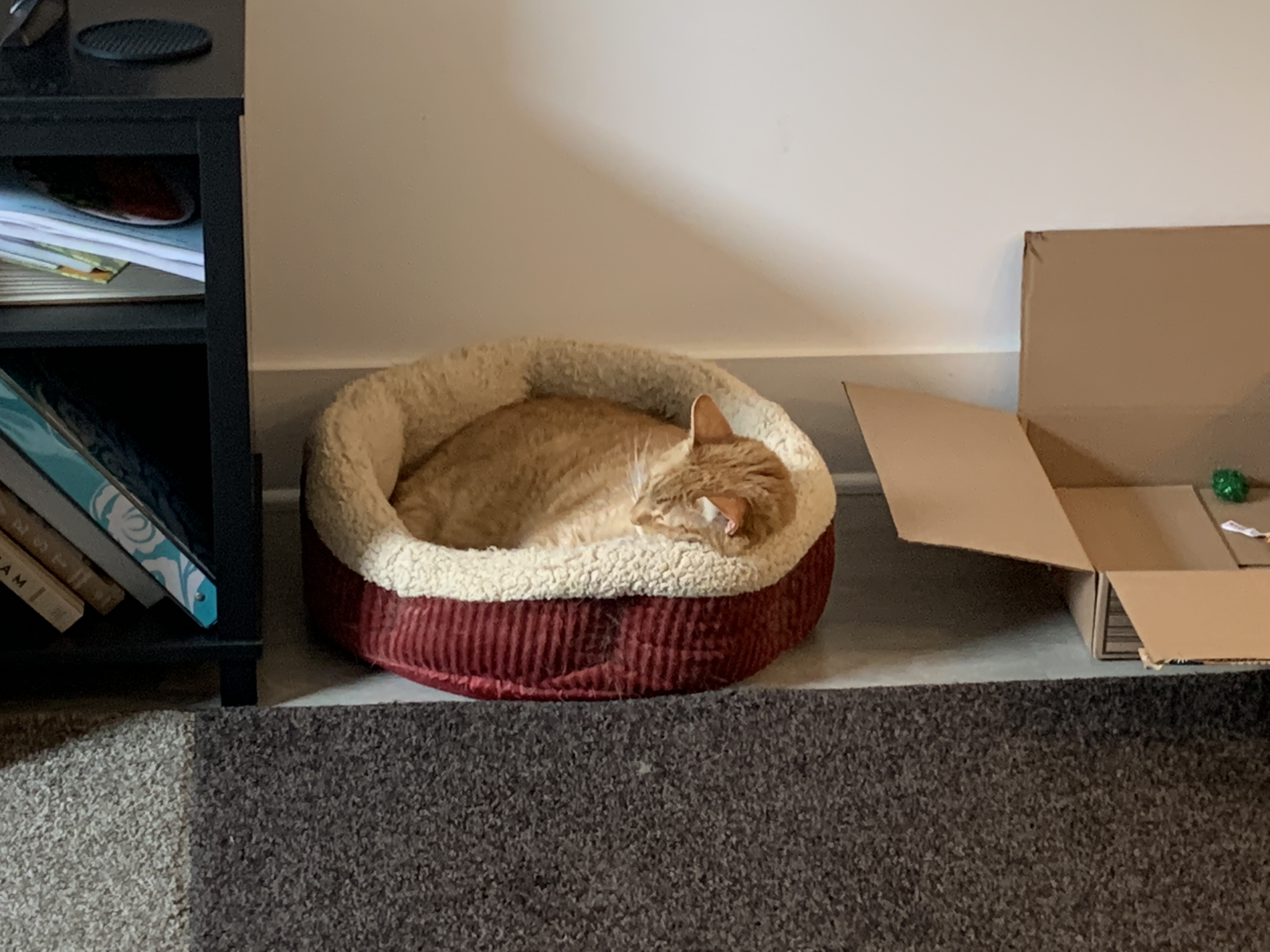 Random Image of Little Man