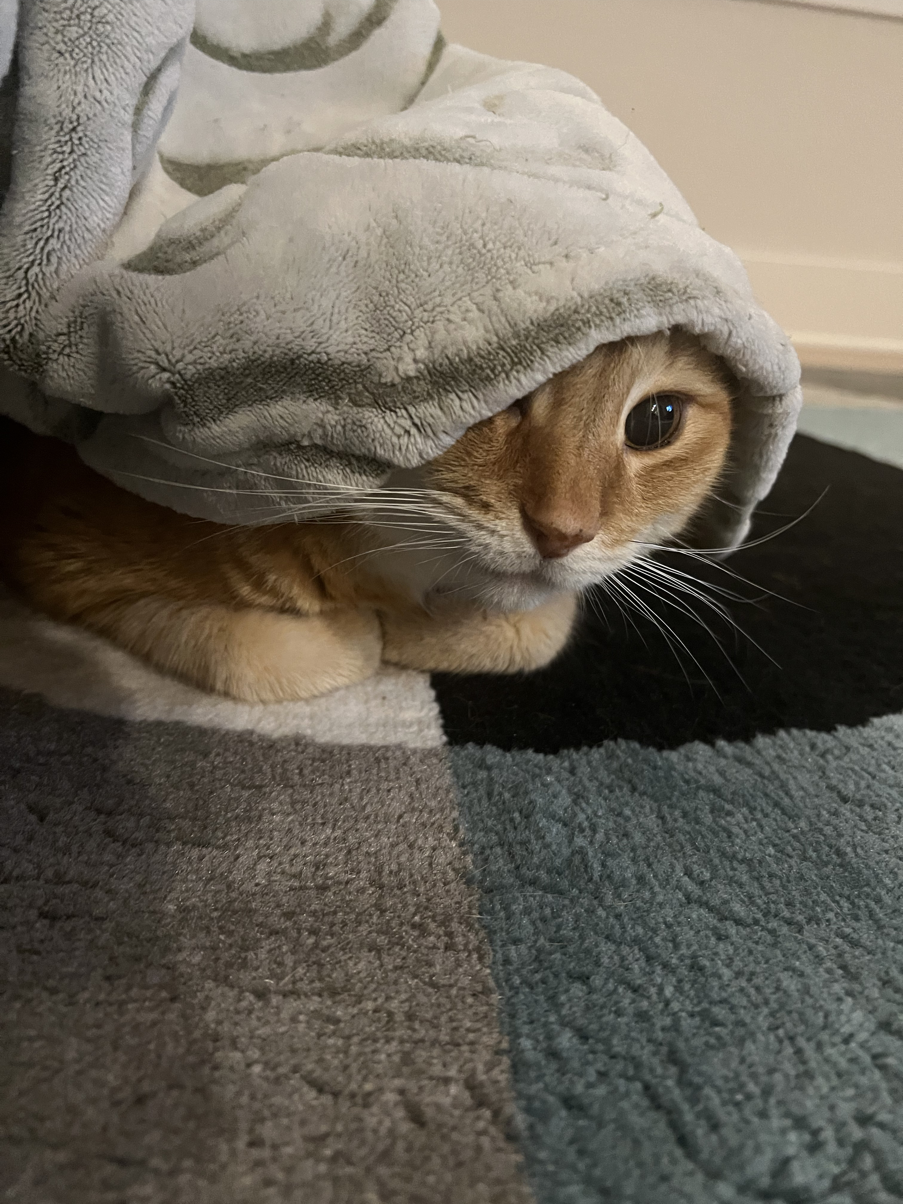 Random Image of Little Man