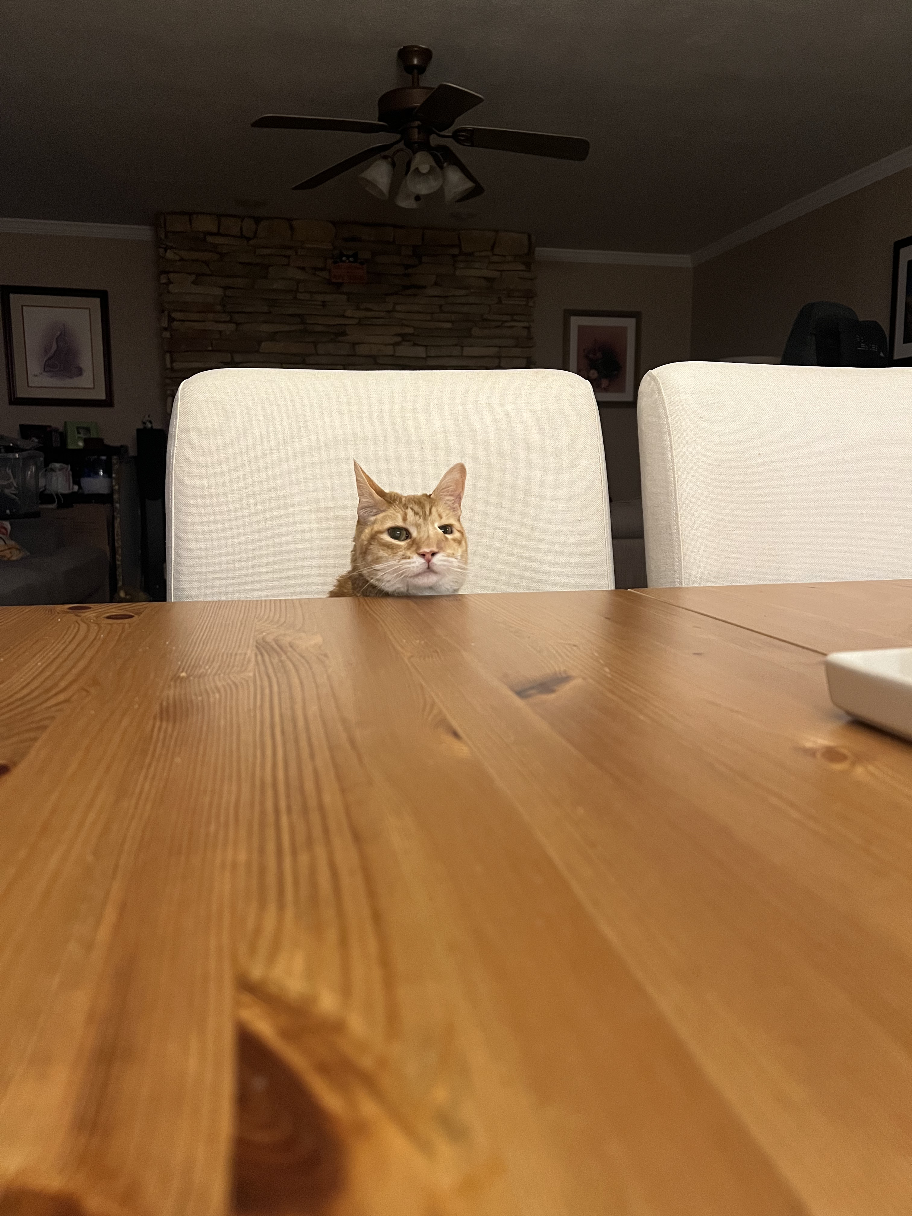 Random Image of Little Man